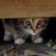 Sweetest Guy Rescues Abandoned Kitten On A Playground