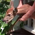 Family Finds Fawn Stuck On Their Porch