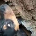 People Determined to Save Dog Trapped in Pipe