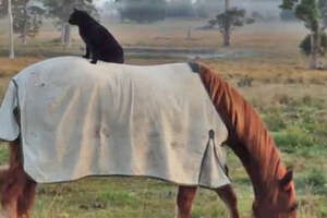 Cat Rides His Favorite Horse Every Day 