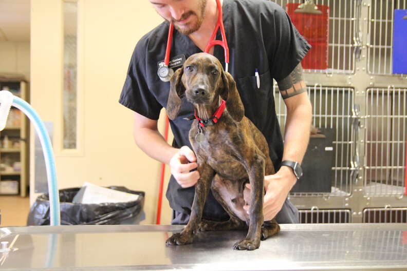 Shelter dog getting treated for heart murmur