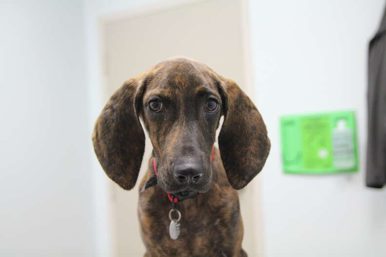 Shelter dog in Atlanta who had a heart condition