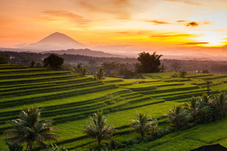 Rice terraces at sunrise, Bali, Indonesia