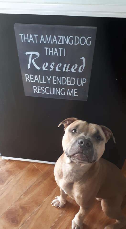 Rescue pit bull sitting in front of rescue sign
