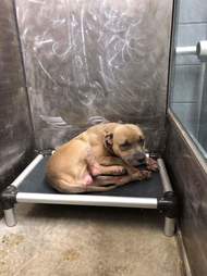 Scared dog in shelter kennel