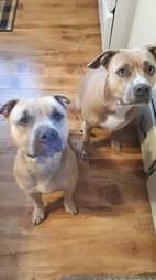 Dog sitting on floor together