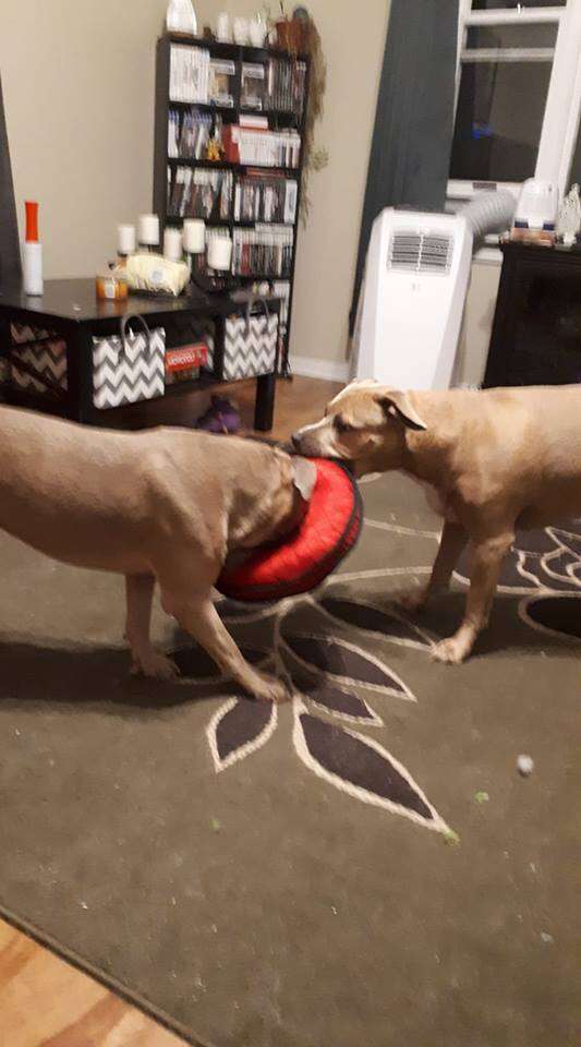 Dogs playing together