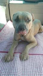 Sad looking dog sitting on blanket