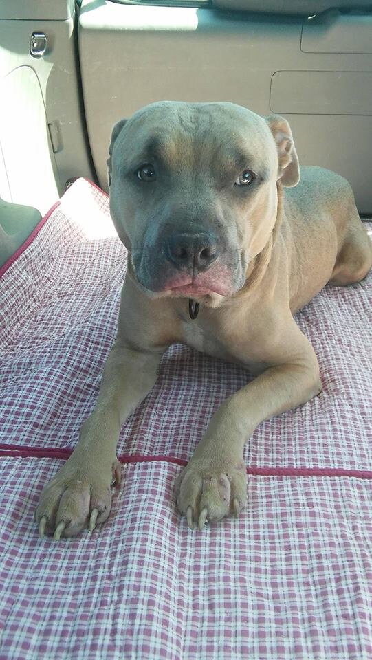 Pit Bull Found Burned And Tied Up Rescued From Canadian Shelter - The Dodo