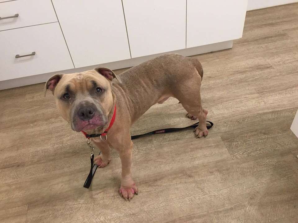 Sad looking dog standing in vet office