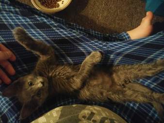 stray cat rescued