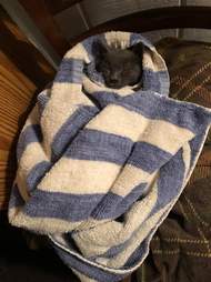 stray cat rescued