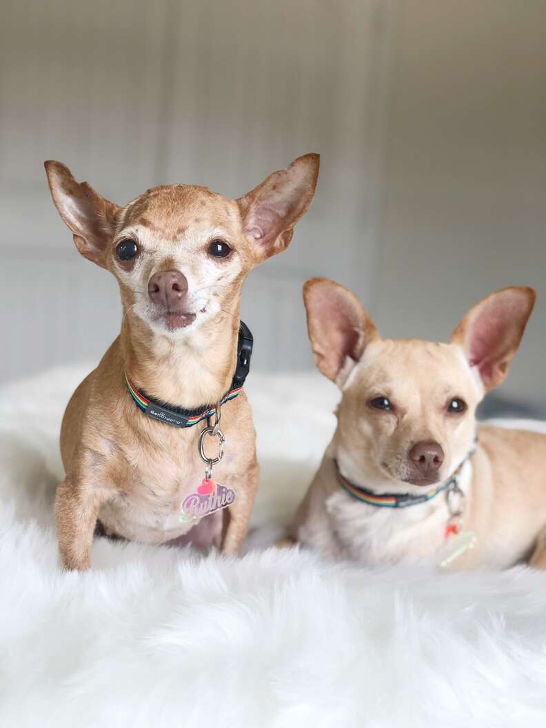 No One Thought This 16-Year-Old Shelter Dog Would Make It - The Dodo