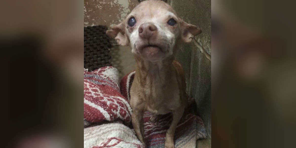 No One Thought This 16-Year-Old Shelter Dog Would Make It - The Dodo