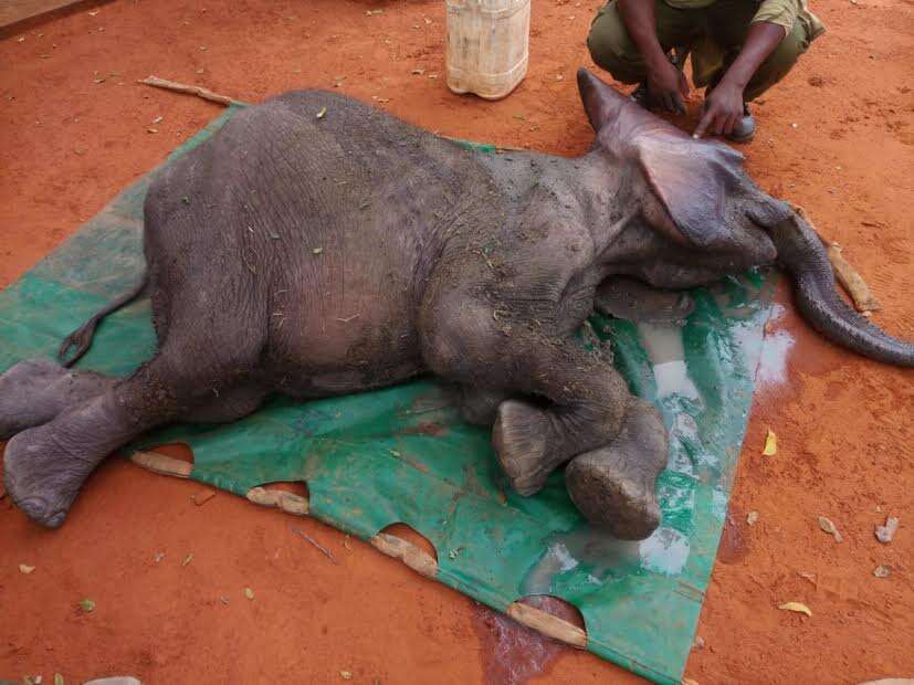 Sick and exhausted baby elephant lying on ground