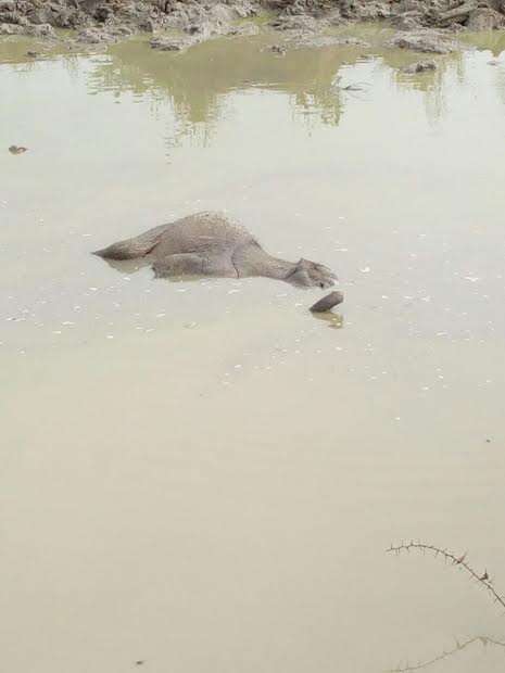 Baby elephant floating in dam