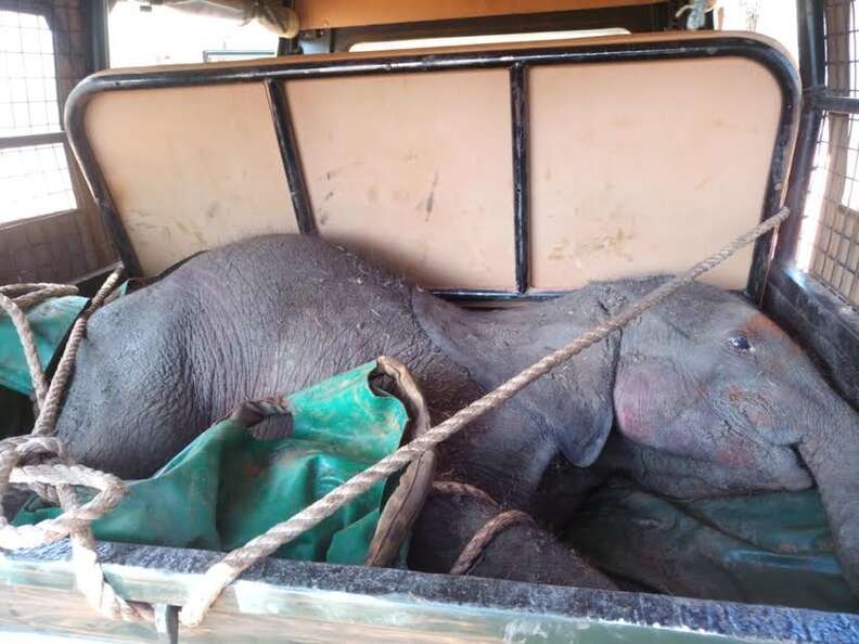 Baby elephant in the back of a vehicle