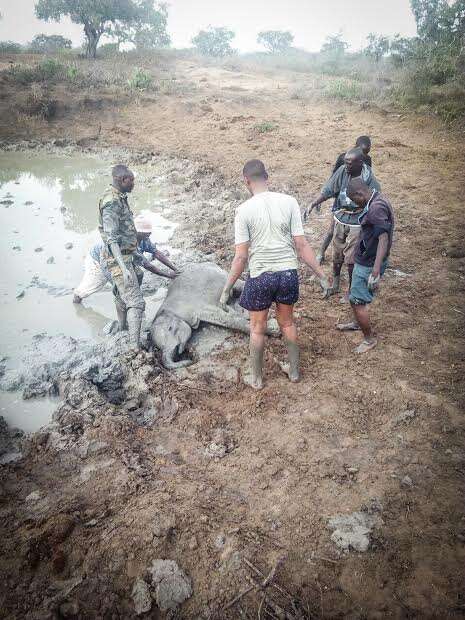 Rescuers helping elephant