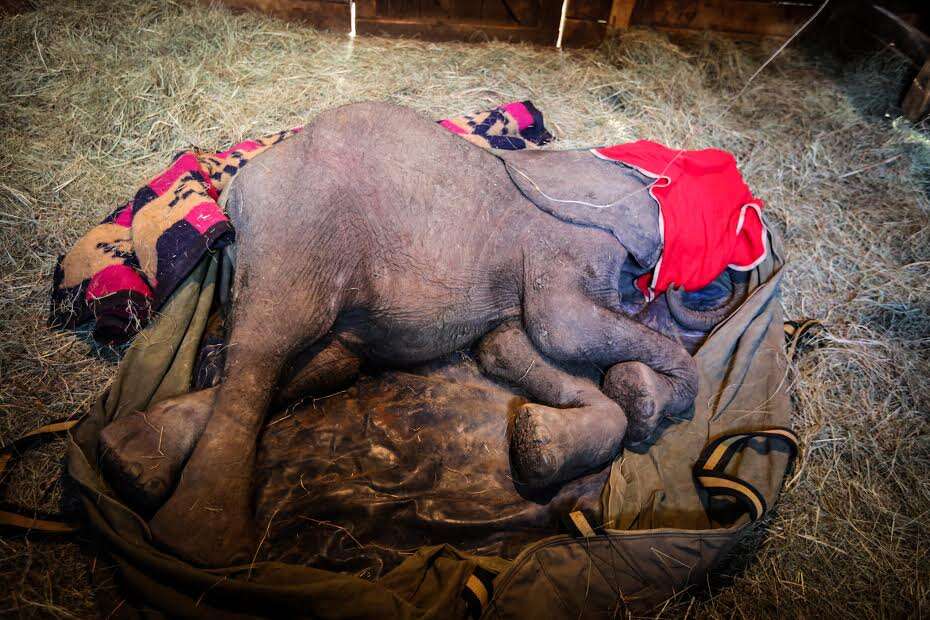 Baby elephant lying on ground of stall