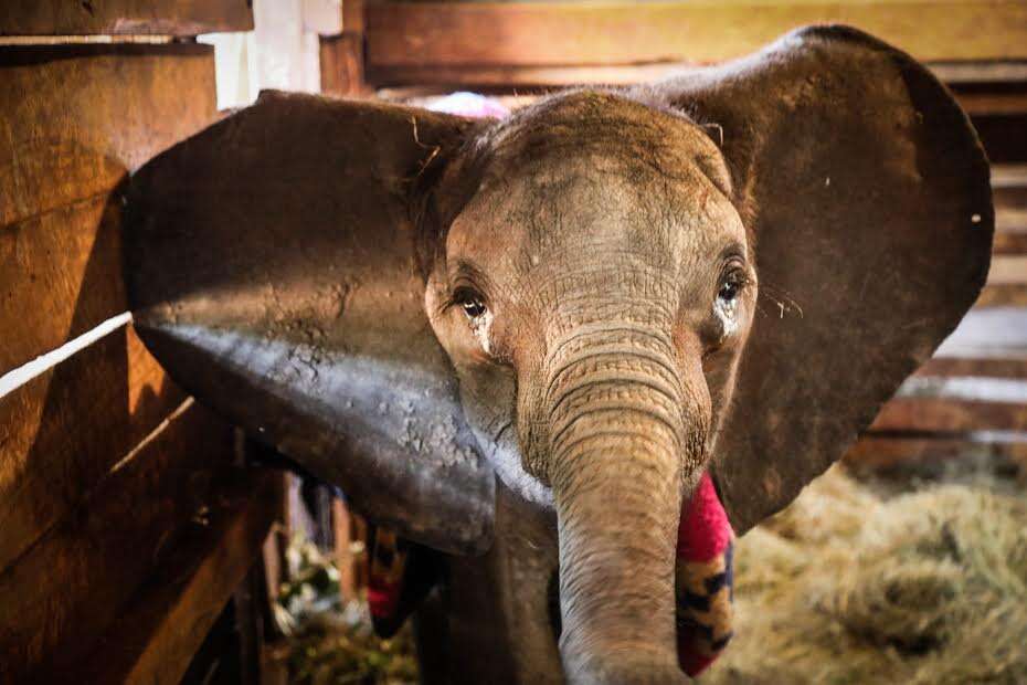 Baby elephant standing in stall