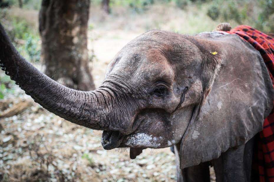 Baby elephant at orphanage