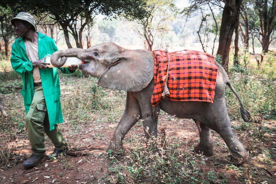 Baby elephant drinking milk from bottle