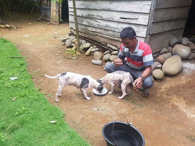 Dogs with mange sharing a meal