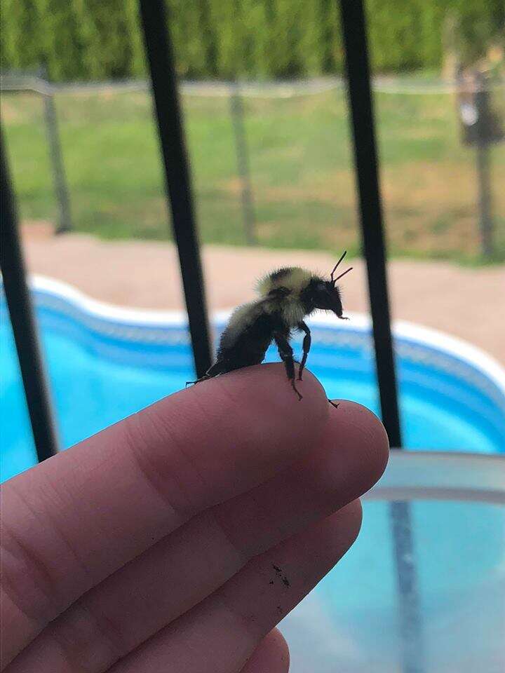 Ashlie Lennox and Beetrice the bumblebee