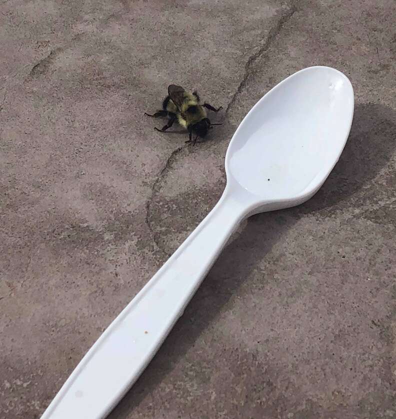 Canadian woman finds one-winged bee near pool