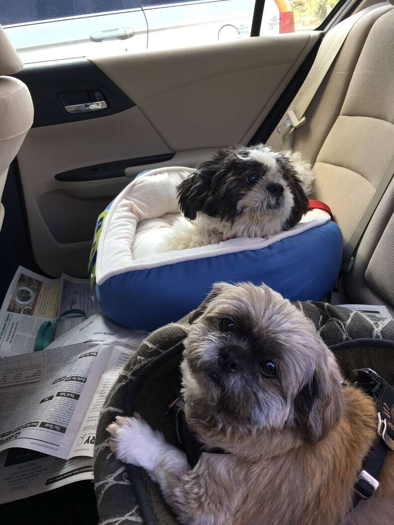 Dog Returned To New Jersey Shelter Because He Couldn't Go Up Stairs ...