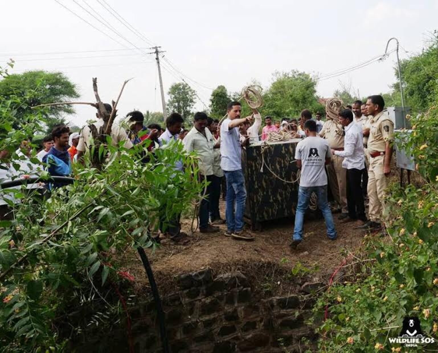 Drowning Leopard Rescued From 30-Foot Well In India - The Dodo