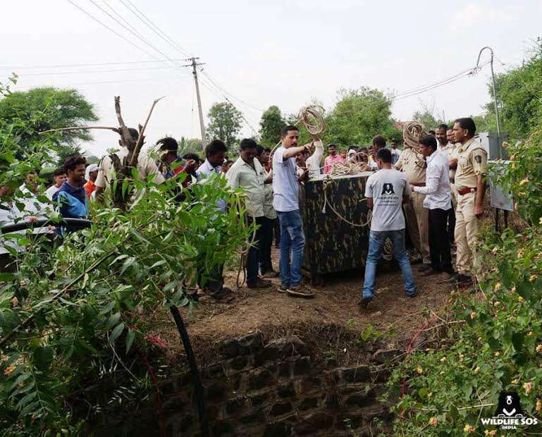 Rescuers lowering cage to rescue leopard