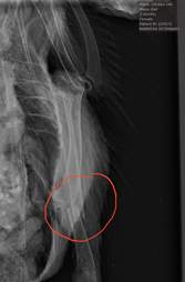 X-ray of ailing chicken