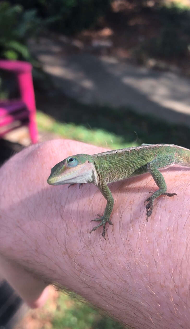 Guy Finds Blind Injured Lizard And Nurses Her Back To Health - The Dodo