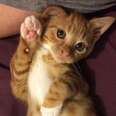 Feisty Foster Kitten Stays So Little 
