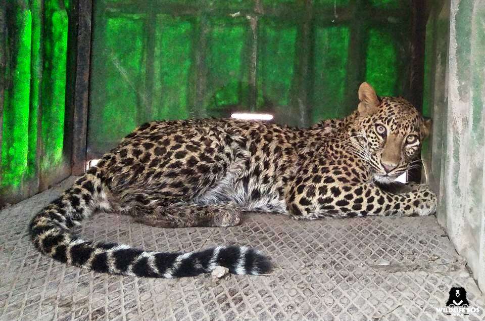 Leopard recovering after falling into well