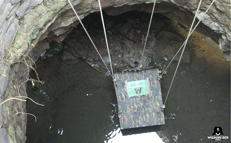 Leopard being saved from well in India