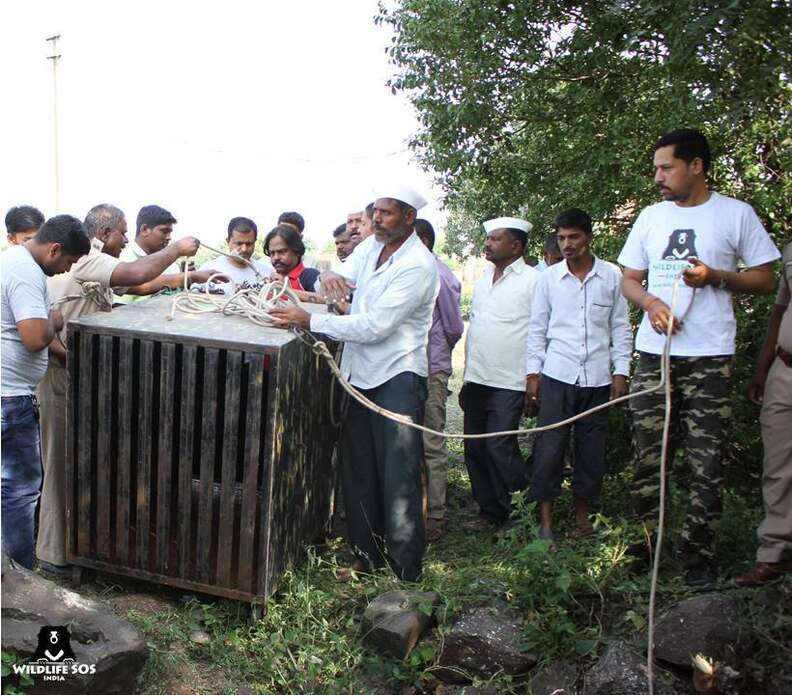 Rescuers trying to save leopard in 50-foot well