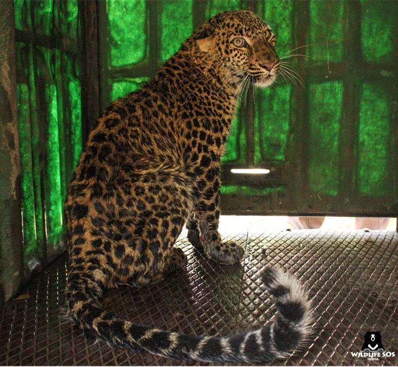 Leopard rescued from 50-foot well in India