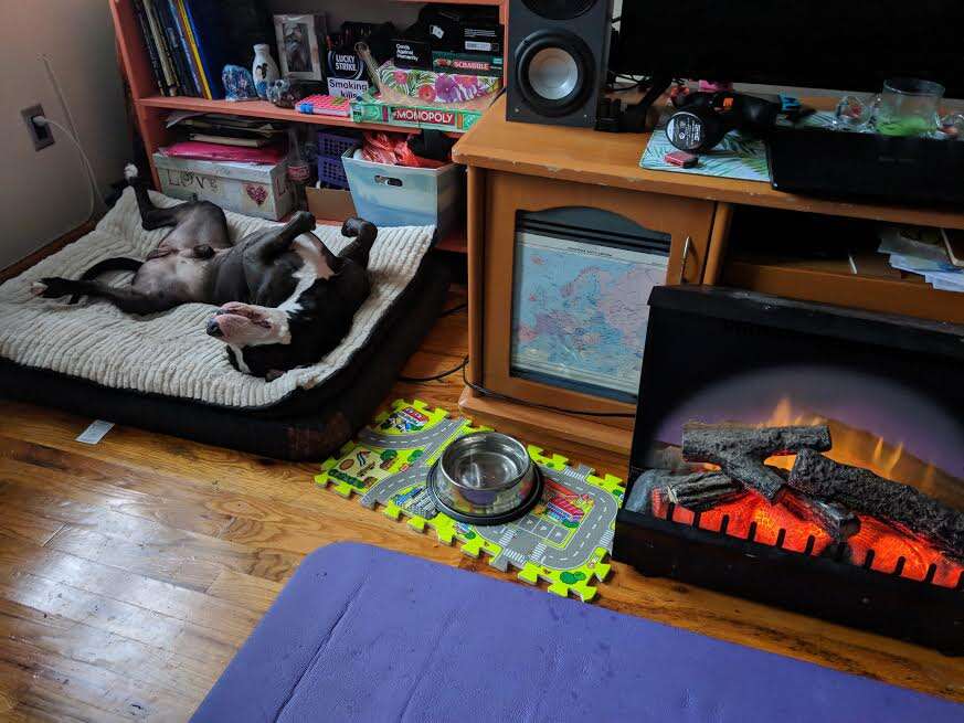 Rescued pit bull relaxing in his new home