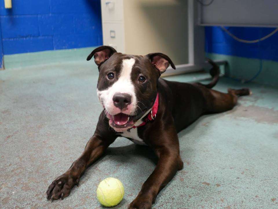 Smiling shelter dog posing with tennis ball