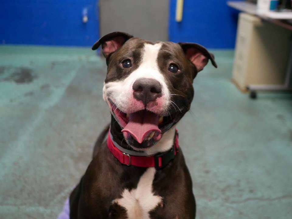 Smiling shelter dog