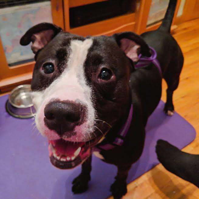 Smiling dog relaxin in his new home