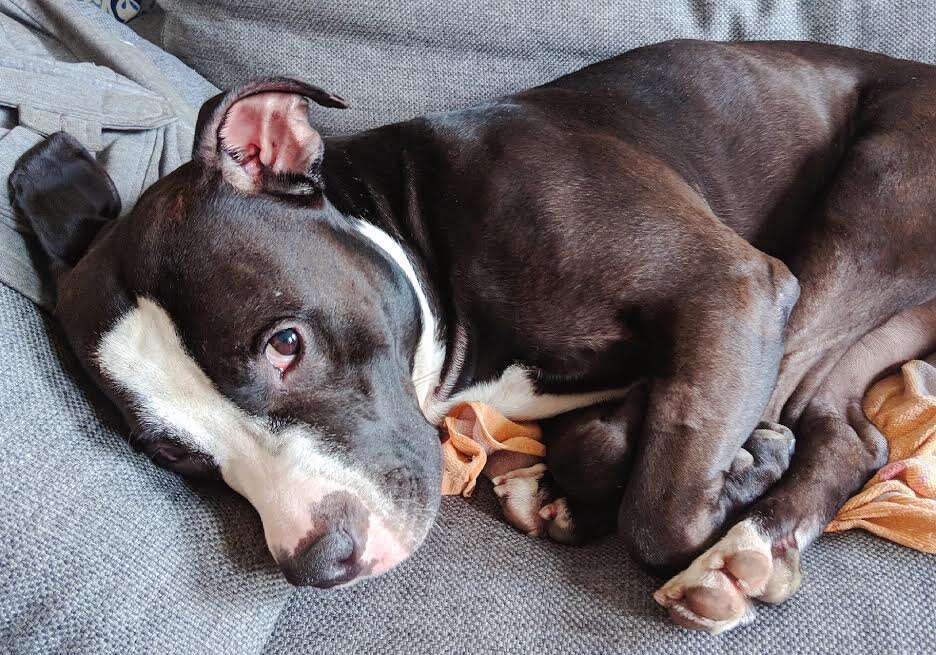 Pit bull sleeping on bed