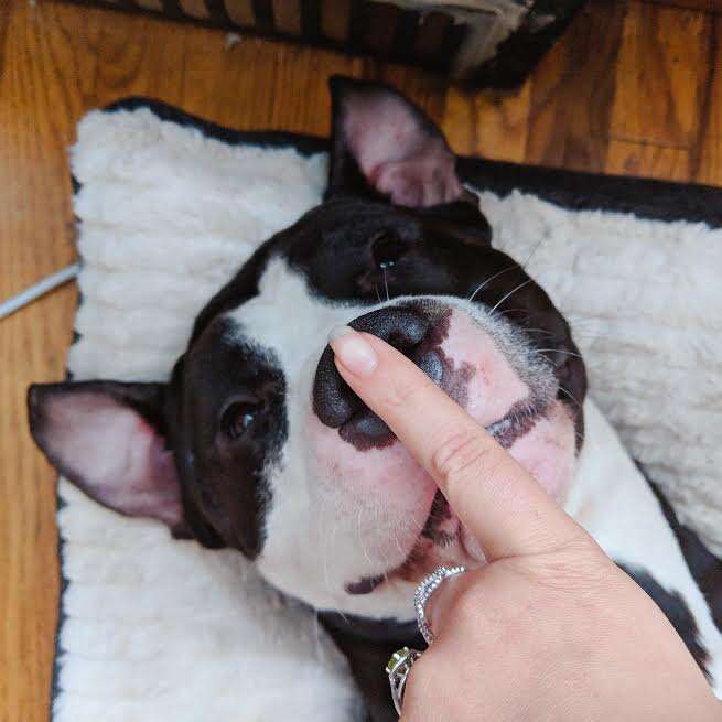 Person touching nose of dog