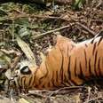 Extremely rare Sumatran tiger killed in pig trap