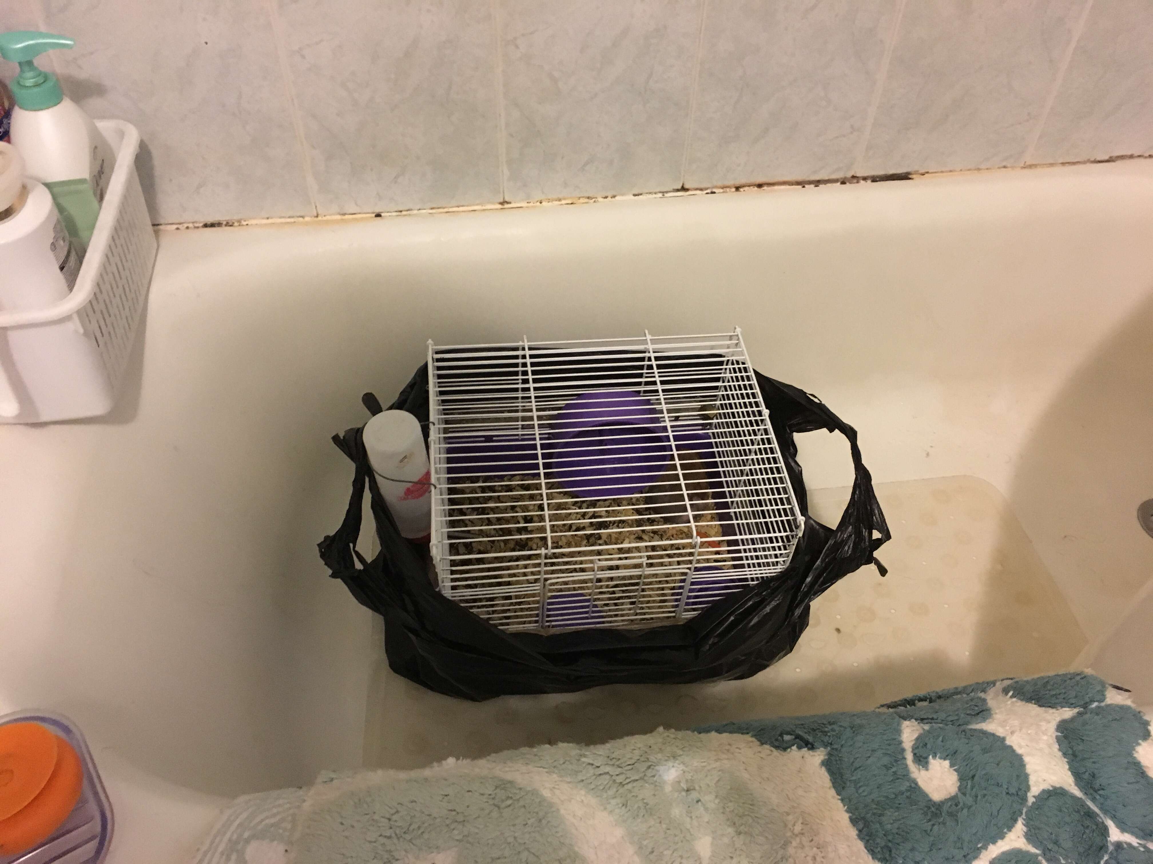 abandoned hamster 