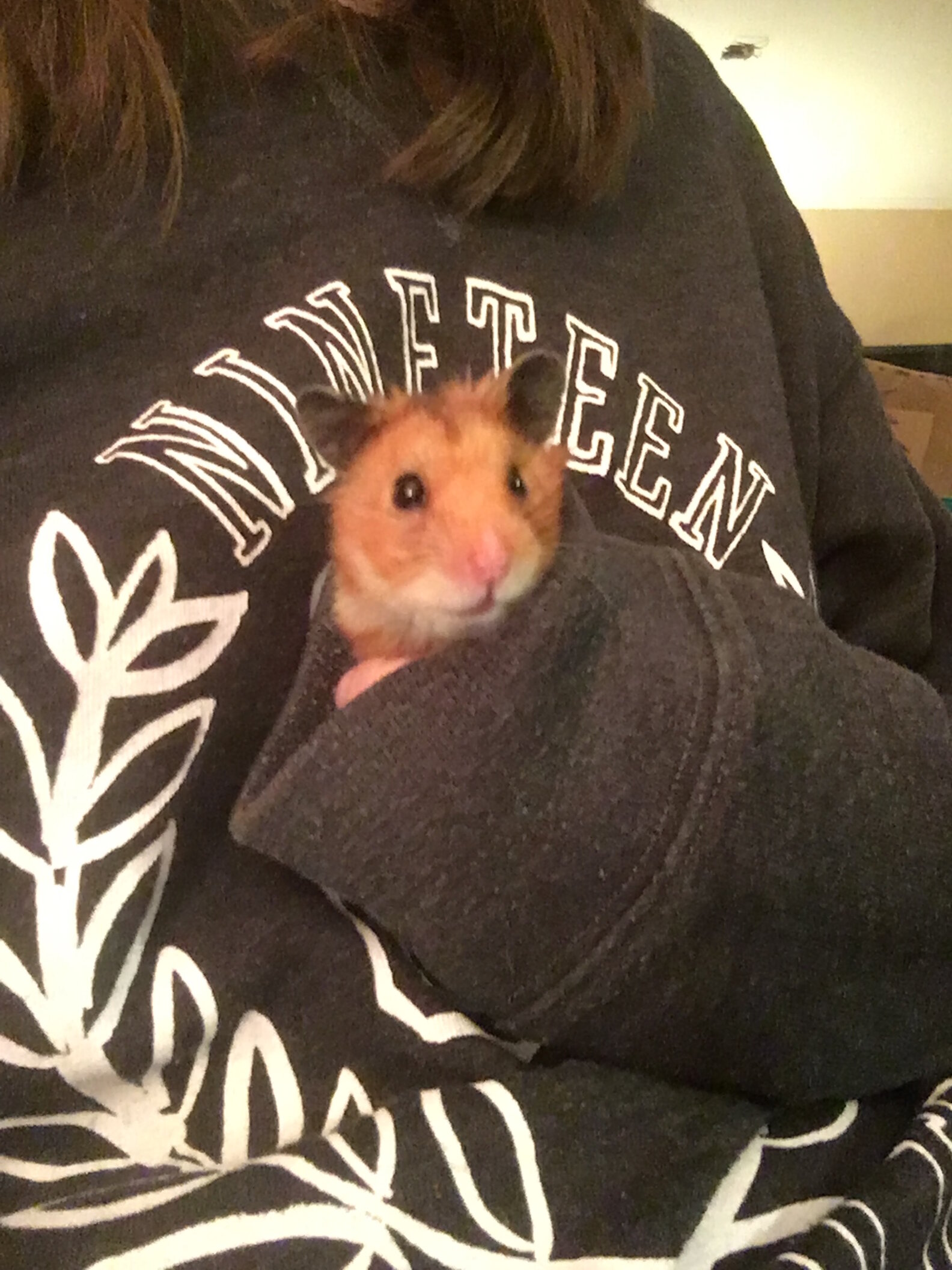 Couple Finds Hamster Abandoned In A Plastic Bag The Dodo