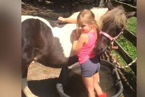 Very Polite Horse Returns Back Scratches