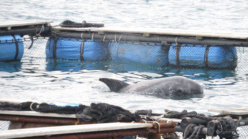 Captive dolphin inside sea pen